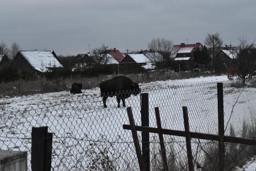 Białowieża Domek Jaskolka מראה חיצוני תמונה