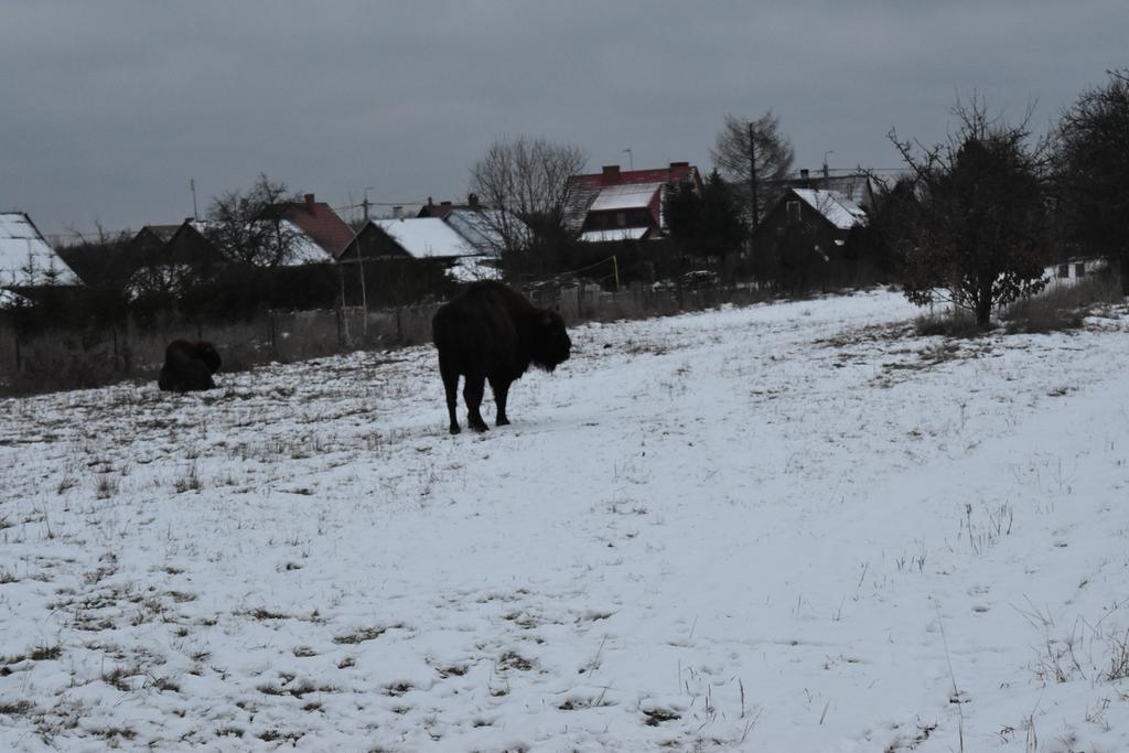 Białowieża Domek Jaskolka מראה חיצוני תמונה